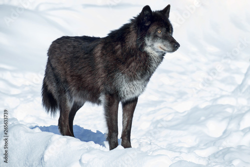 Black canadian wolf is standing on a white snow. Close up. Canis lupus pambasileus.