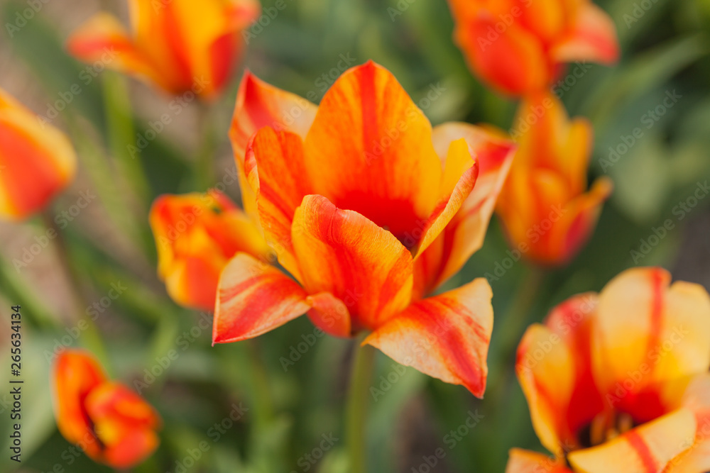 tulips field agriculture holland tulips field agriculture holland