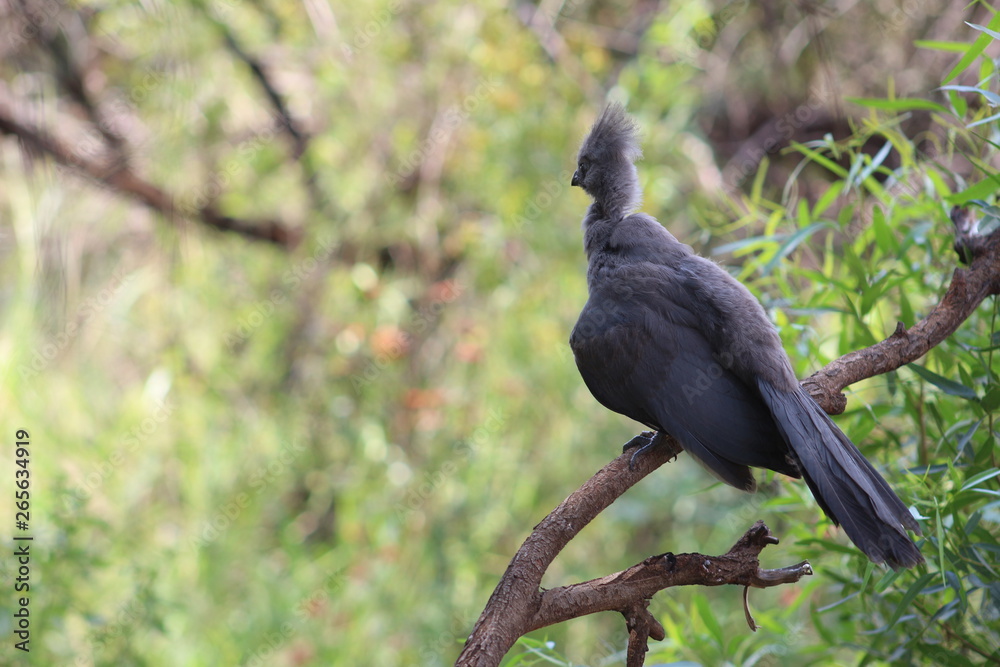 Fototapeta premium Pictures Taken in Pilannesberg