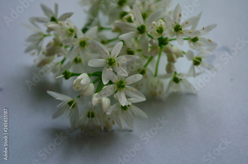 Fototapeta Naklejka Na Ścianę i Meble -  ramson inflorescences with white flowers on a white background with dew drops