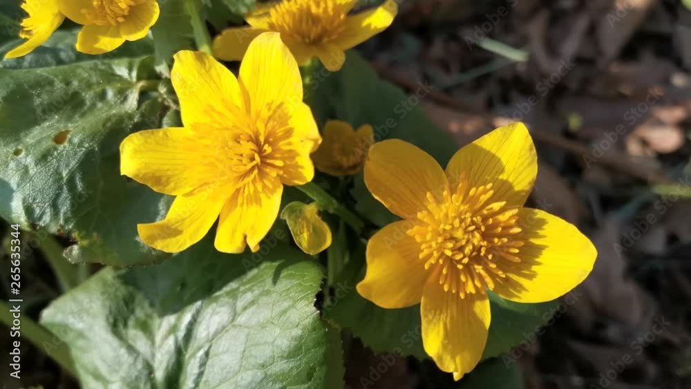 Yellow flowers kaluzhnitsa swamp. Nature Of The Far East. Yellow flowers kaluzhnitsa swamp. Nature Of The Far East.