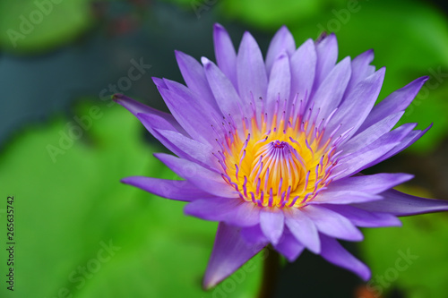 close up Purple lotus and yellow pollen flower lotus flower is blooming