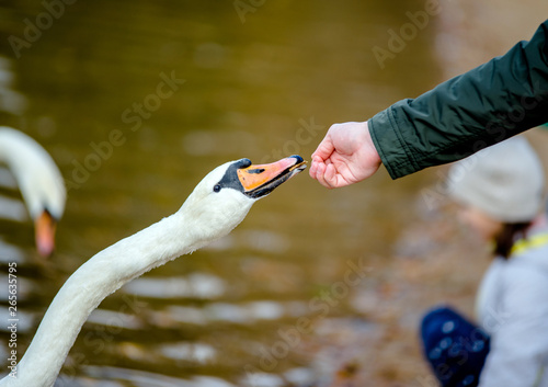 Man feeds the white swans 