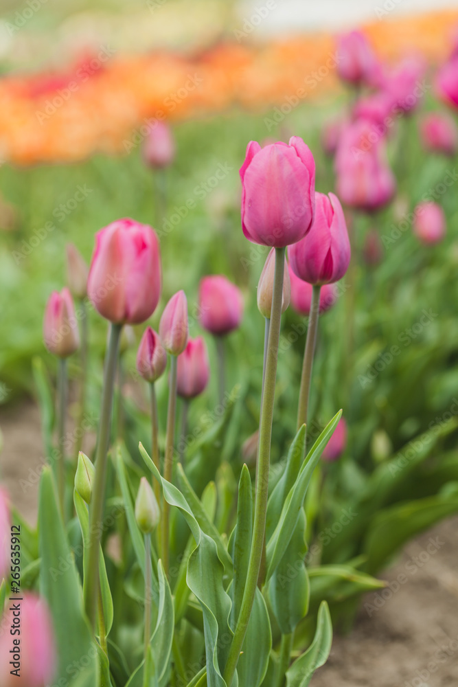 Obraz premium tulips field agriculture holland