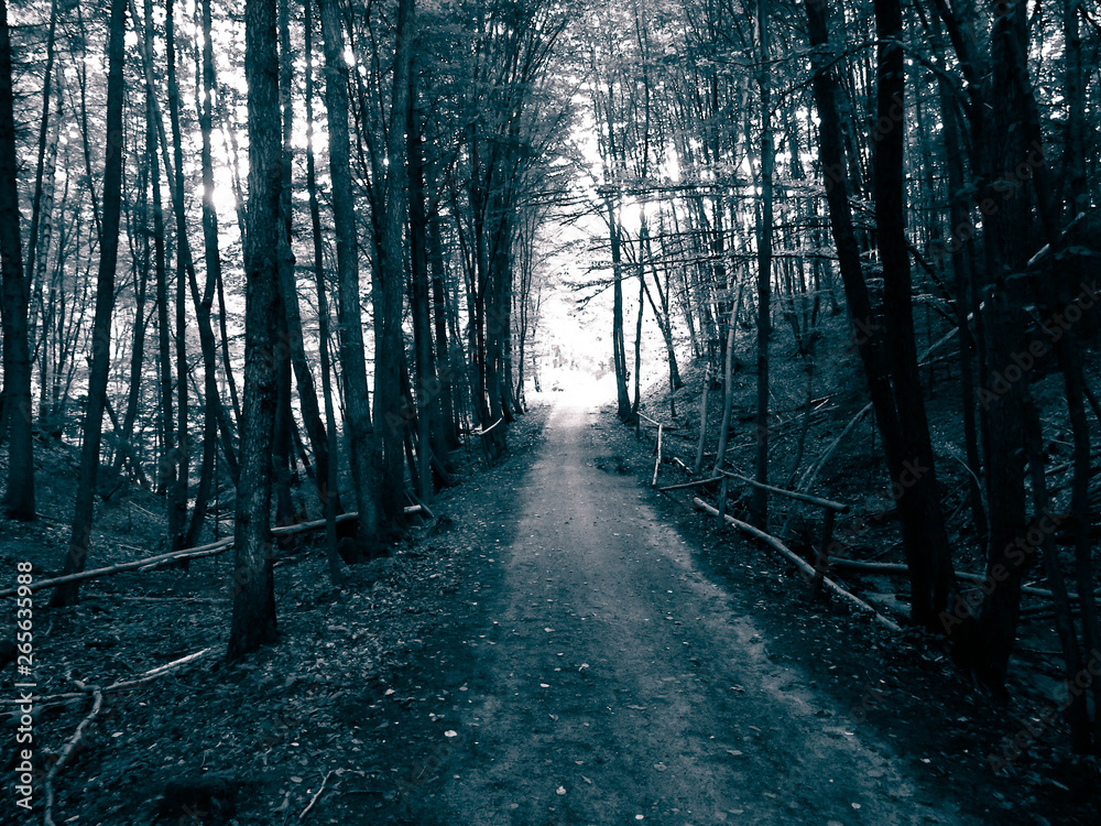 Fototapeta premium Road in forest, Polish nature.