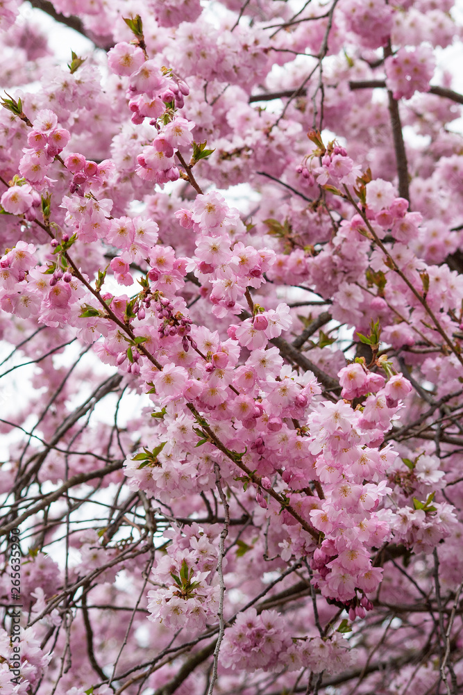 Prunus 'Kanzan' - Japanische Blütenkirsche Prunus 'Kanzan' - Japanische Blütenkirsche