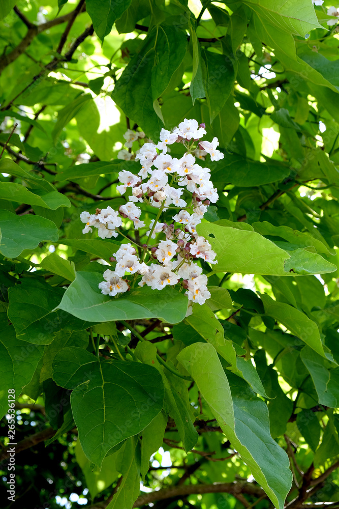 Catalpa bignonioides Trompetenbaum in Blüte Stock Photo Adobe Stock