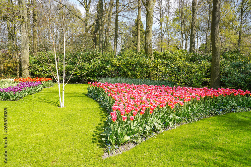 In front of the trees and shrubs are flower beds with tulips in various colors
