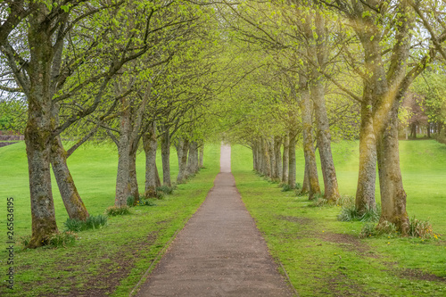 A Tree Lined Footpath in a Scottish Country Park in Irvine North Ayrshire Scotland.