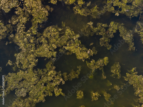 Unusal abstract birds eye view drone aerial landscape image of algae floating on river giving impression of flooded fields with trees