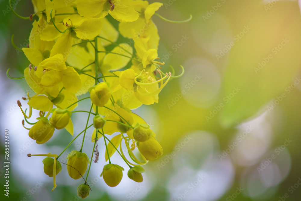 Obraz premium Golden shower flower is bloom. It golden yellow color petals flower. It is a flowering plant in the family Fabaceae. flower is Thailand's national flower