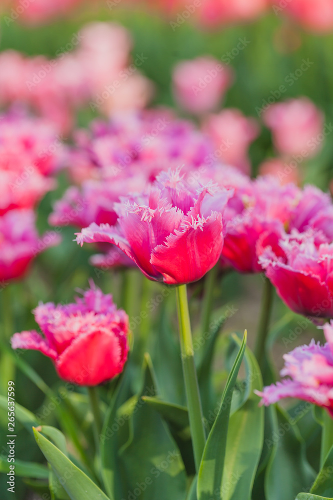 tulips field agriculture holland tulips field agriculture holland