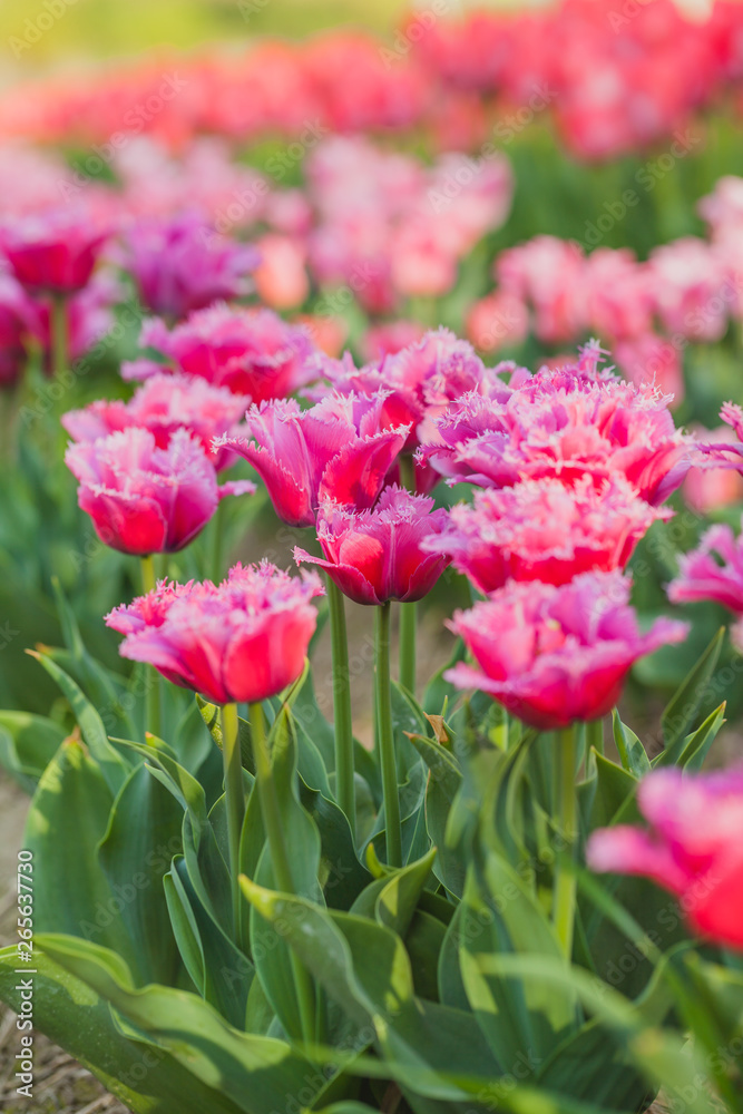 tulips field agriculture holland