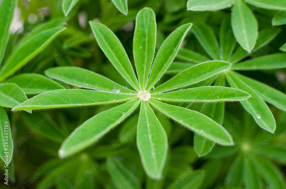 Obraz premium green leaves in the dew