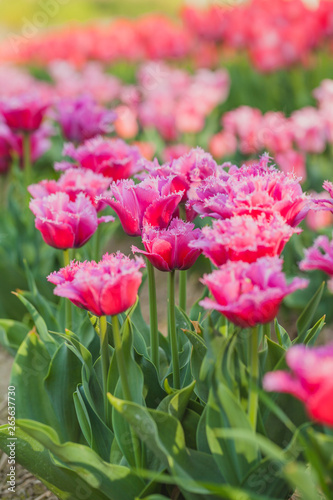 tulips field agriculture holland