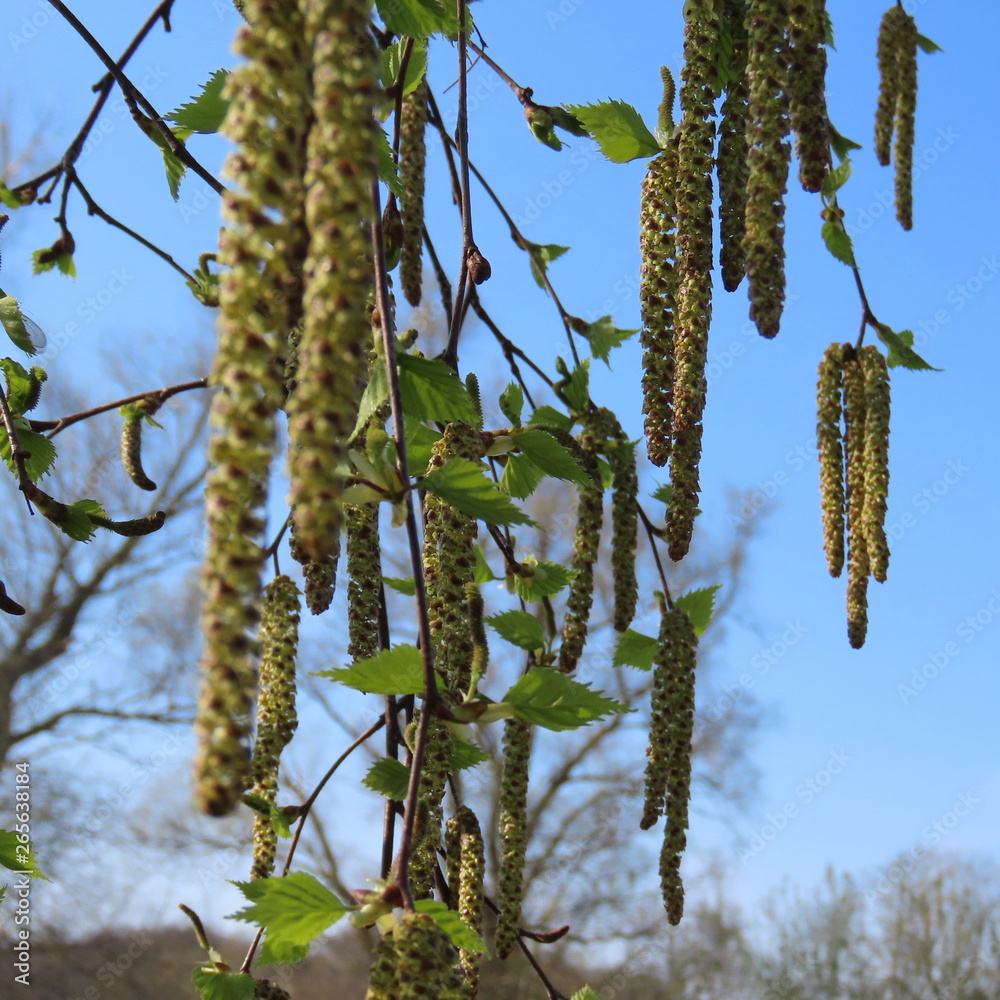 Naklejka premium long flowers and seeds of a birch in spring