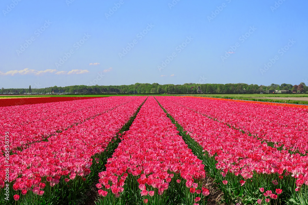 Spring blooming  tulips, flowers field  