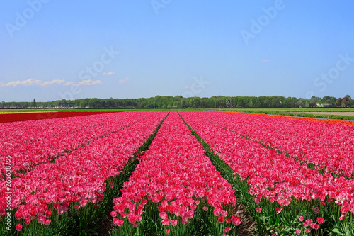 Spring blooming  tulips  flowers field  