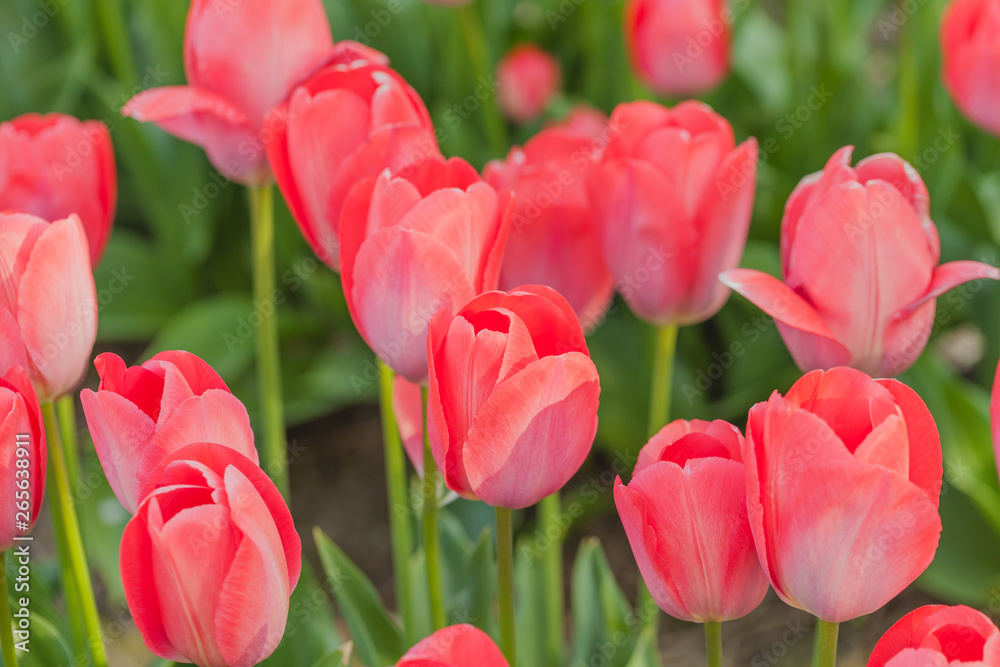 tulips field agriculture holland tulips field agriculture holland