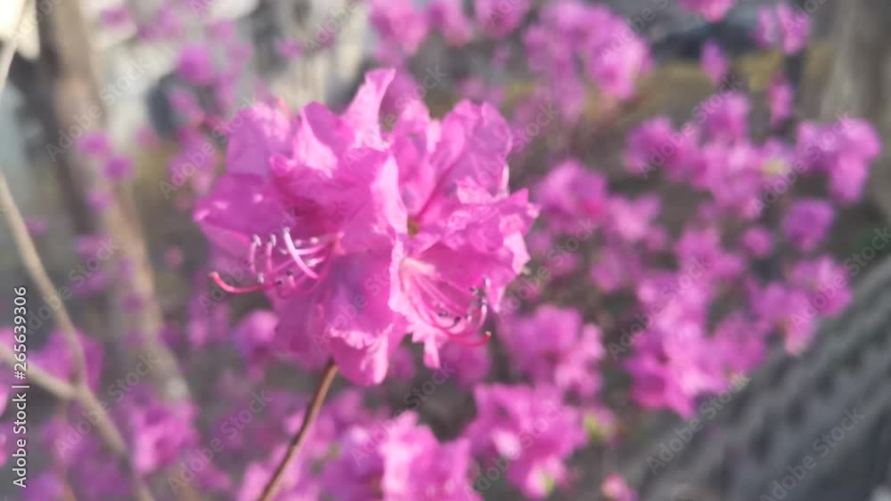 Pink rhododendron flowers on blurred background. Natural background. Pink rhododendron flowers on blurred background. Natural background.