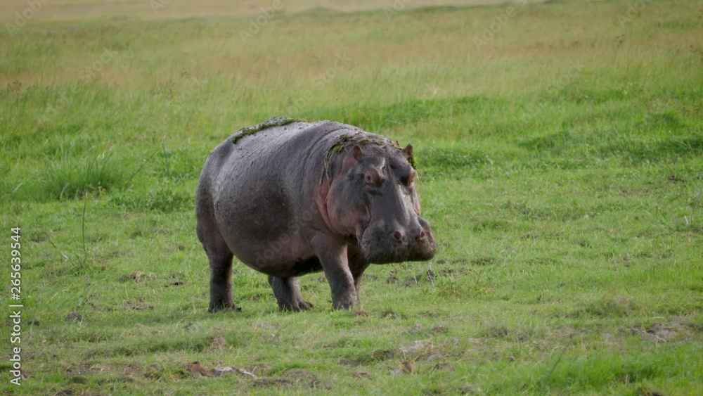 Wild Hippopotamus Walks Through Pasture With Fresh Green Grass In African Plain Wild Hippopotamus Walks Through Pasture With Fresh Green Grass In African Plain
