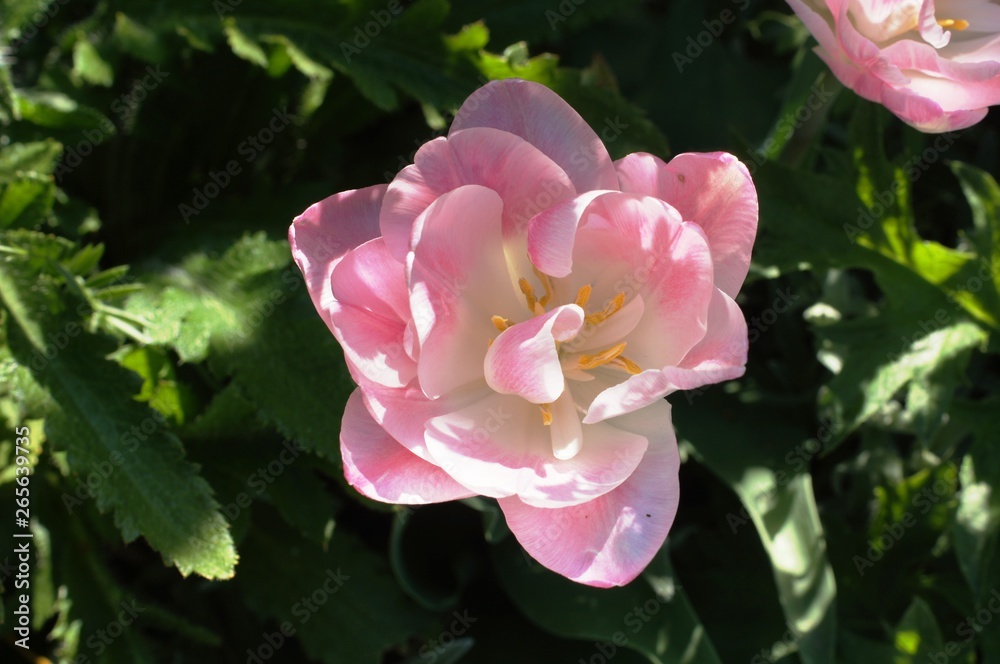 Obraz premium Tulpe,Tulip,rosa,yellow,garden,gardening,