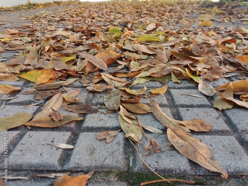 Plakat hojas de otoño