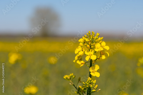 yellow field of rape