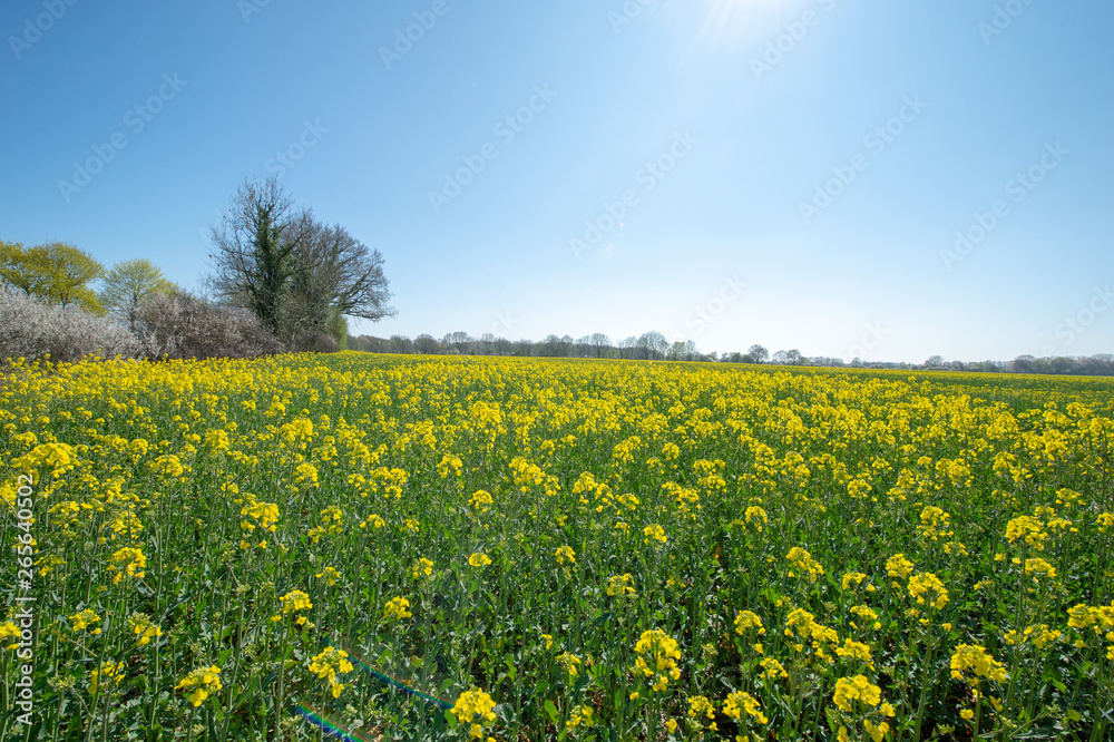 yellow rape field and blue sky