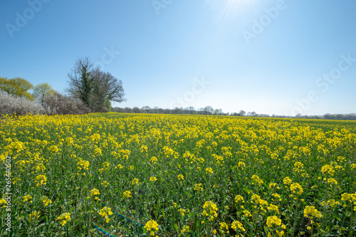 yellow rape field and blue sky © Jürgen Sieg 