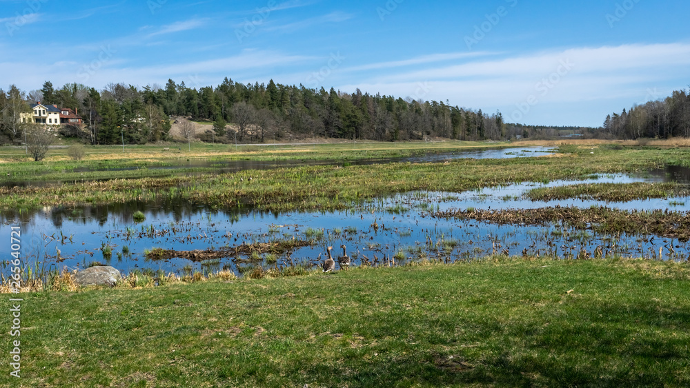 View of swamp in spring: calm water, light green reeds, blue sky, white clouds, reflections on water surface. Scandinavian amazing landscape. Northern Europe travel concept. Wild geese in reeds.