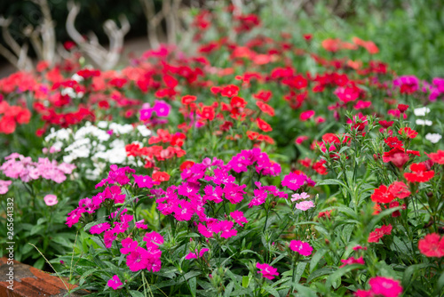 Dianthus chinensis (China Pink, Sweet William flower ) - Image © thawatpong