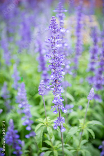 colorful forget me not flower in garden