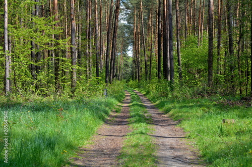 Fototapeta Naklejka Na Ścianę i Meble -  droga przez las