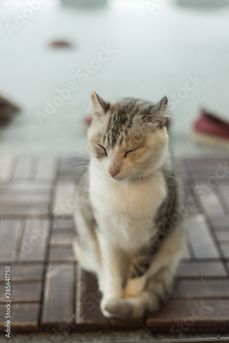 cute cat feel tired © ChenPG