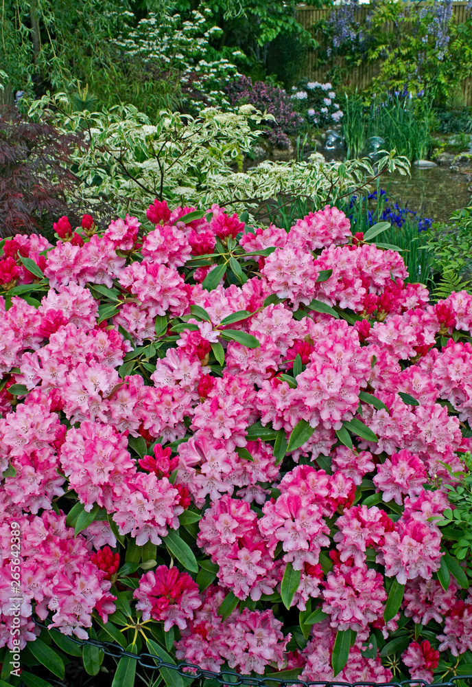 A garden featuring English and Japanese gardening styles using colourful rhododendrons A garden featuring English and Japanese gardening styles using colourful rhododendrons