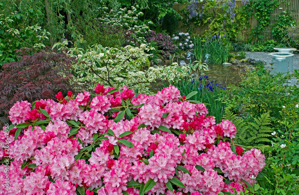 A garden featuring English and Japanese gardening styles using colourful rhododendrons