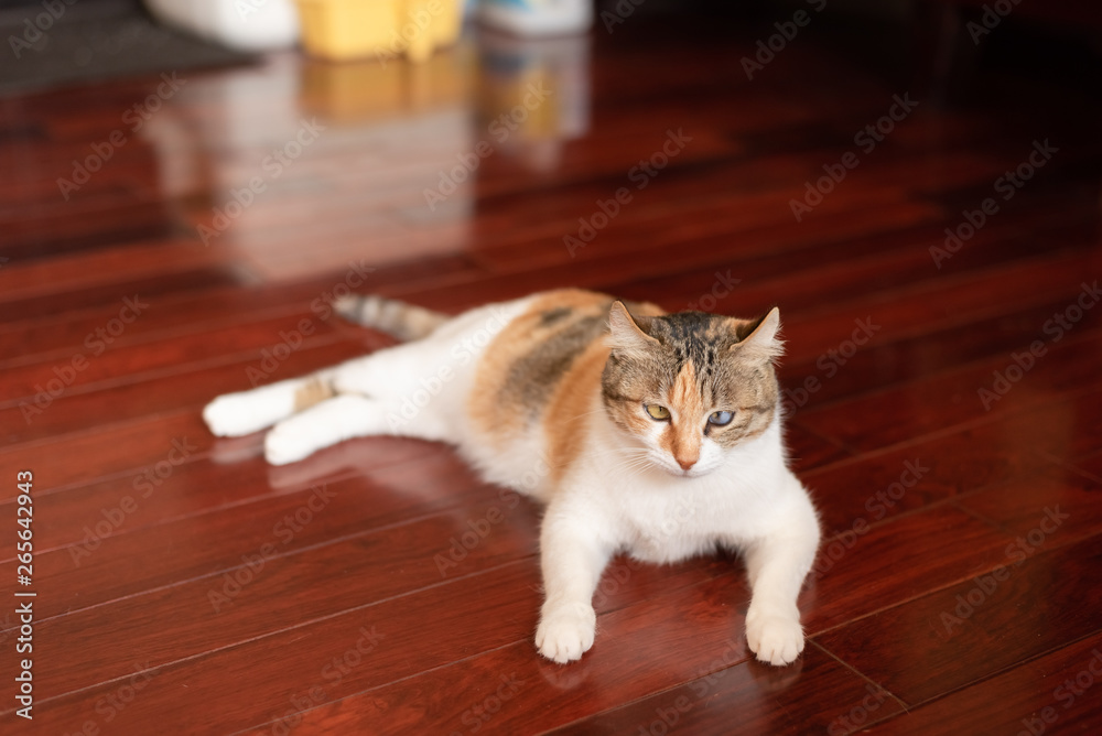 yellow cat sit on the wooden ground yellow cat sit on the wooden ground