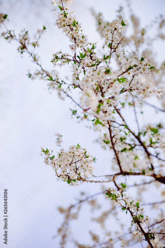 White tree blossoms White tree blossoms