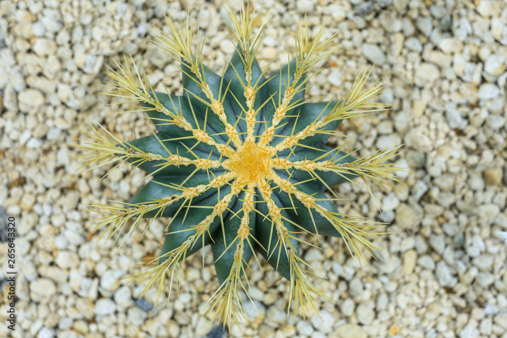 Fototapeta premium The Little Cactus in Detail