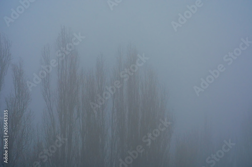 Silhouette of trees without foliage, barely visible through the autumn fog