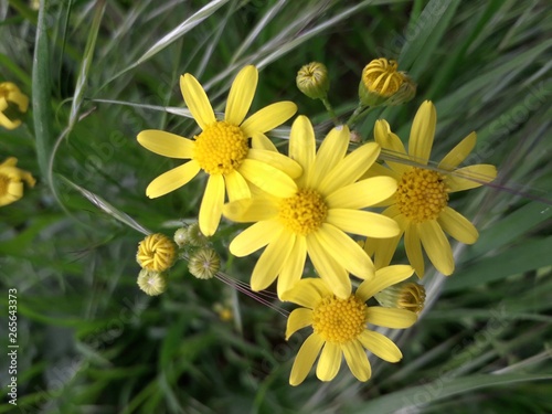   Yellow flowers 