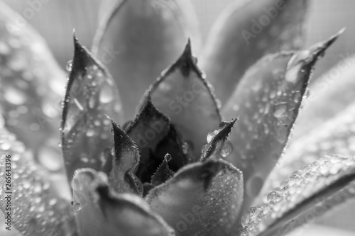 closeup succulent. black and white background. natural patterns. 