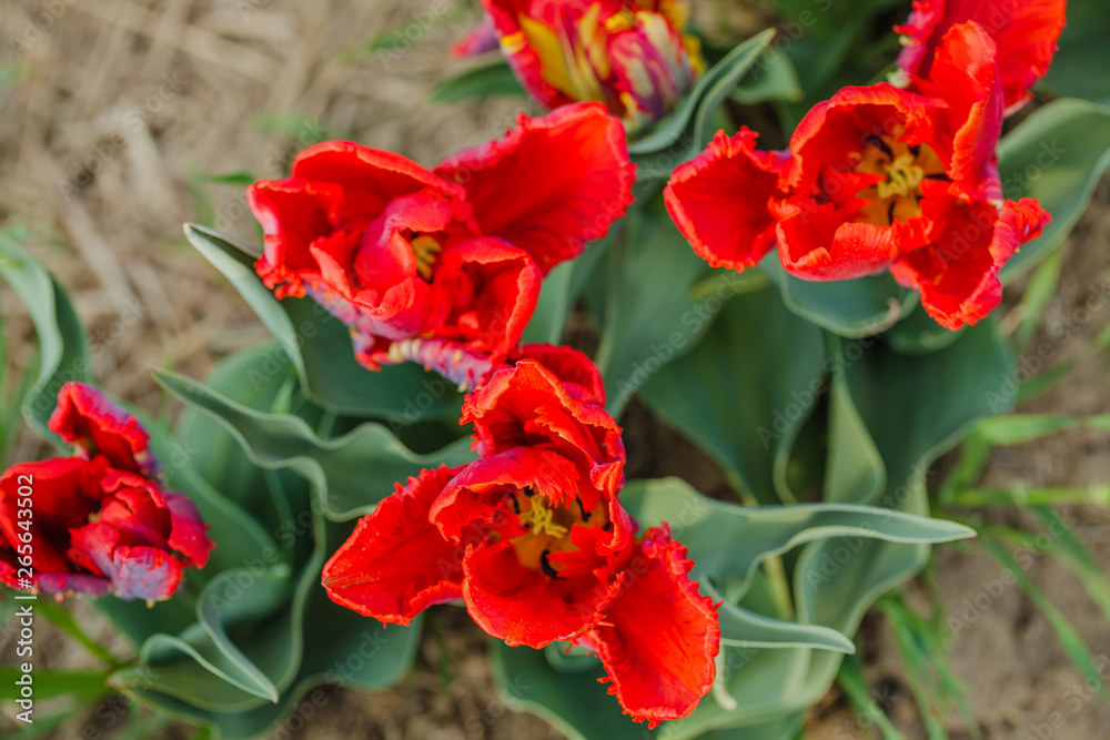 tulips field agriculture holland