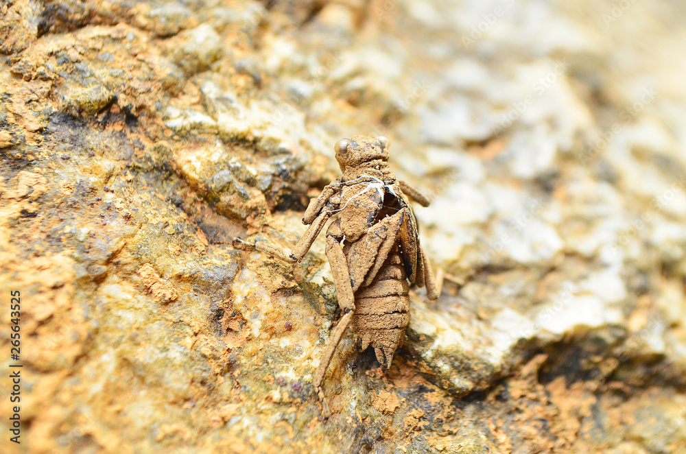 Fototapeta premium Brown exotic insect, camouflaging live on stone