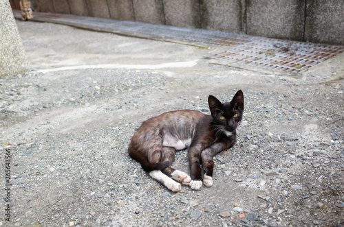 black stray cat lying on ground