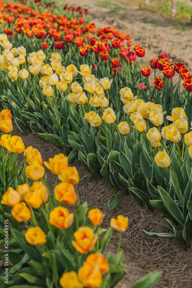 Obraz premium tulips field agriculture holland