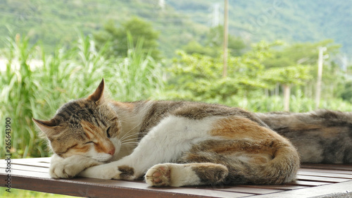 Fotografie cute sleeping cat