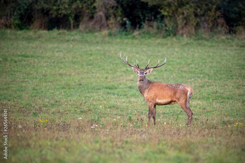 Red deer  cervus elaphus  stag looking to camera on a green meadow in autumn. Wild animal in nature with empty space for text