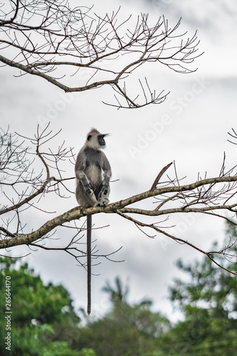 Monkey sits on a tree and looking surveys